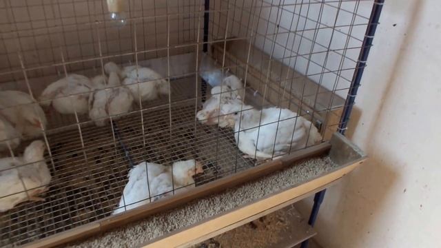 Клетка для бройлераов смотреть онлайн