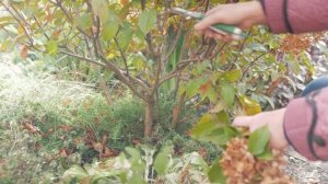 Обрезка метельчатой гортензии осенью. Правильная обрезка гортензии.