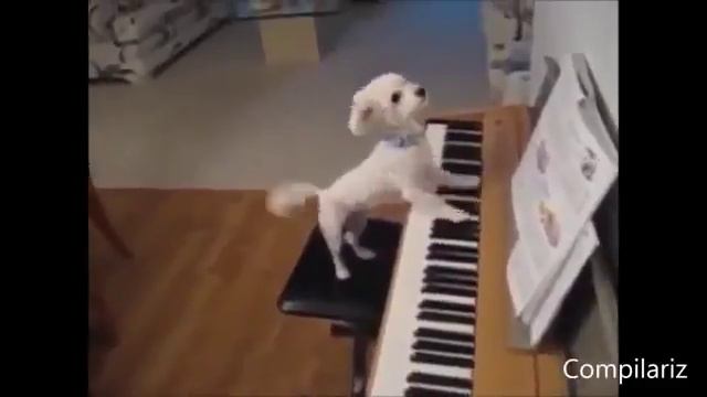 Прикольные животные, которые ведут себя как люди)) смотреть онлайн