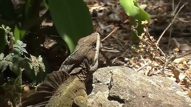 10 Самых странных животных амазонки! смотреть онлайн