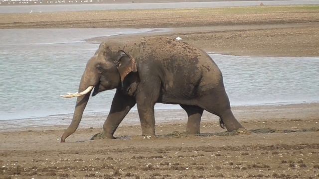Tusker Elephant walking to the water смотреть онлайн