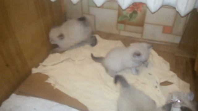Тайские seal-tabby point Сил-тебби поинт котята kittens 1 месяц one month смотреть онлайн