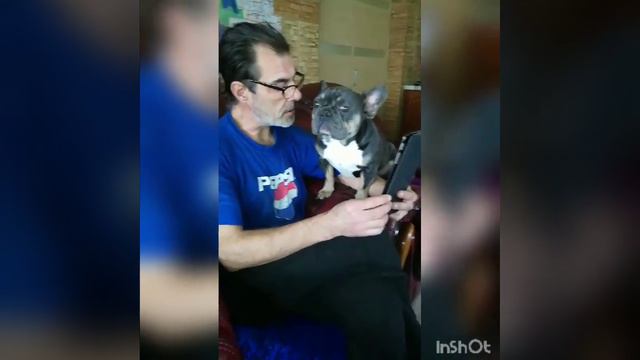 BLUE TAN -👍🔥ВЯЗКА💥✌ THE BEST French Bulldogs video # 2020 # смотреть онлайн
