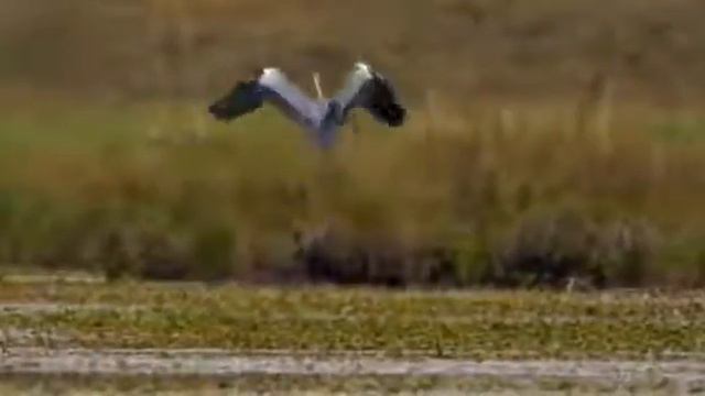 Göy Göl-Milli Parkı.Гёйгёль (озеро).The most beautiful lake.#göygöl,#озеро,#thelake смотреть онлайн