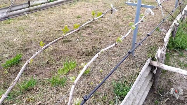 Многоярусная прививка винограда. Виноградник Владимира Дорошенко смотреть онлайн