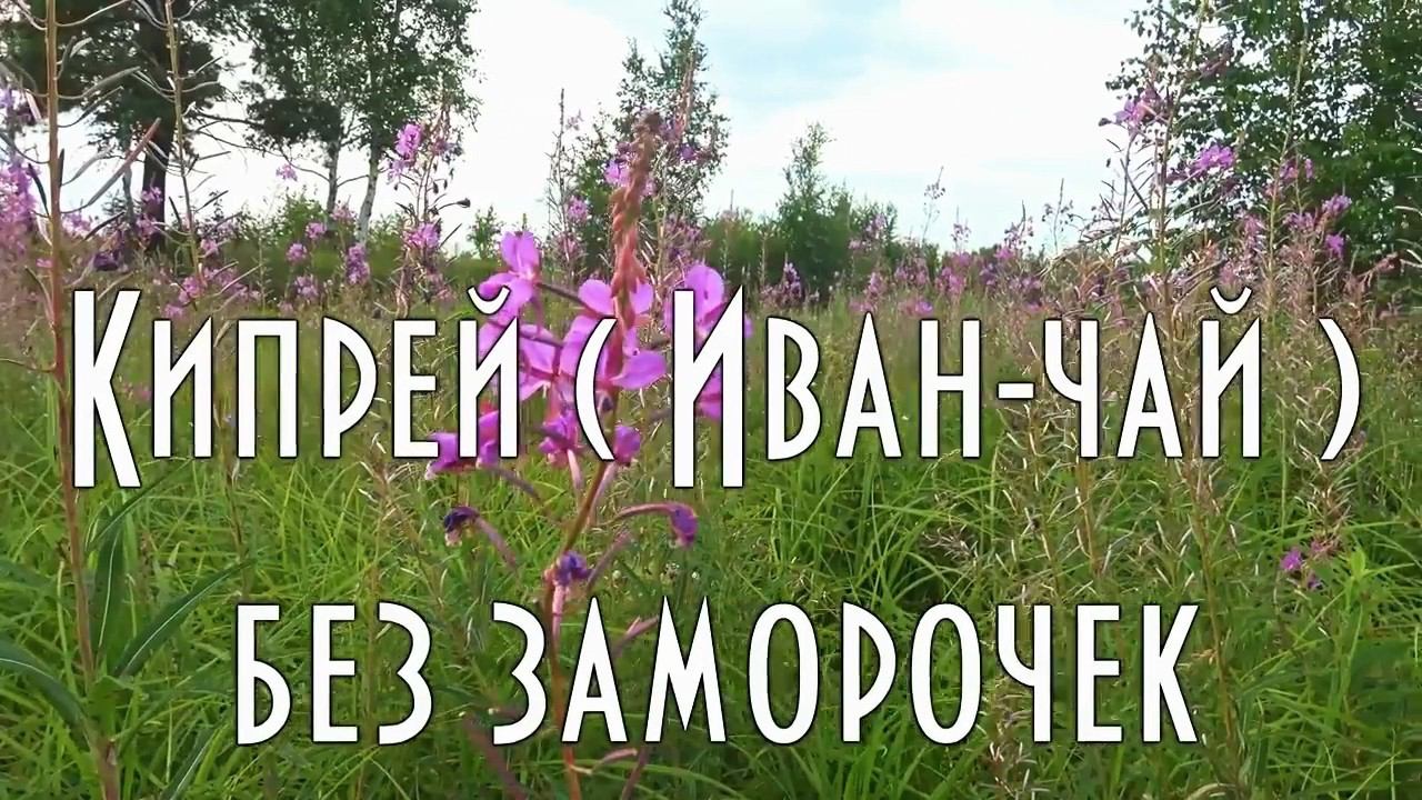 ✔️ КИПРЕЙ. ИВАН-ЧАЙ БЕЗ ЗАМОРОЧЕК, ПРИГОТОВИТ ДАЖЕ ШКОЛЬНИК. Репост к сезону сбора кипрея. смотреть онлайн