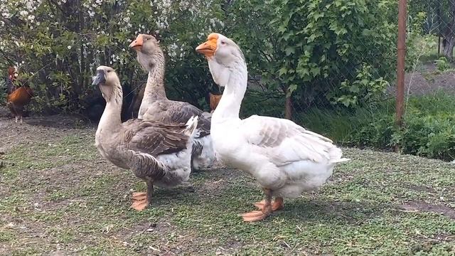 ХОЛМОГОРСКИЕ ГУСИ май 2023 смотреть онлайн