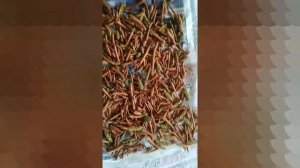 Сбор и подготовка сосновых почек для варки варенья. Варенье из сосновых почек.