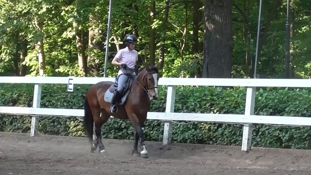 Работа с молодой лошадью. Ставим рабочую рысь. Тренировка на Глаше, ч.1 смотреть онлайн