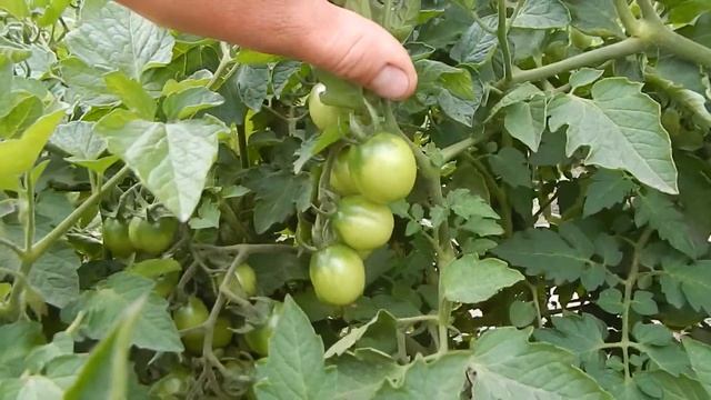 Томат черри 