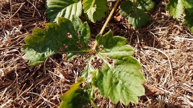 Июнь 2021 серия №1. НВ-101 от стресса и болезней. Спасем клубнику от дроздов и много что еще....... смотреть онлайн