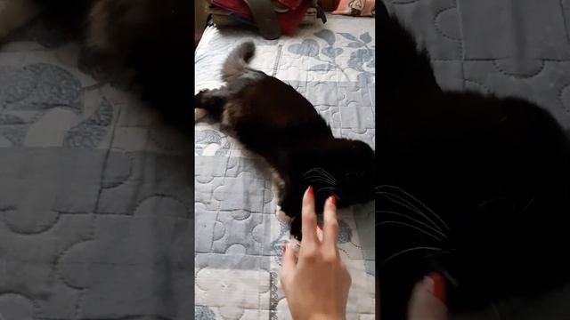 кошка даёт лапу. и говорит будь здорова. смотреть онлайн