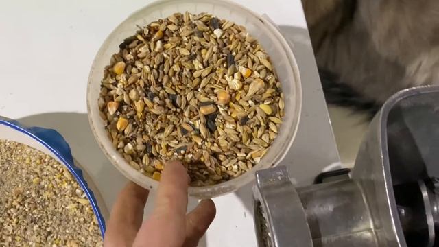 Кормление перепелов натуральными продуктами смотреть онлайн