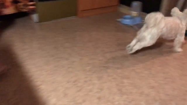 Собака приносит тапки смотреть онлайн