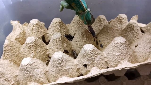 КАК ЕДЯТ ХАМЕЛЕОНЫ В ЗАМЕДЛЕННОЙ СЪЕМКЕ (МЕРЗКОЕ ЗРЕЛИЩЕ) смотреть онлайн