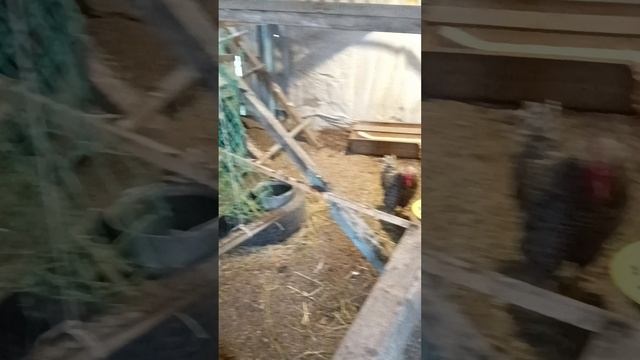 Качельки для куриц