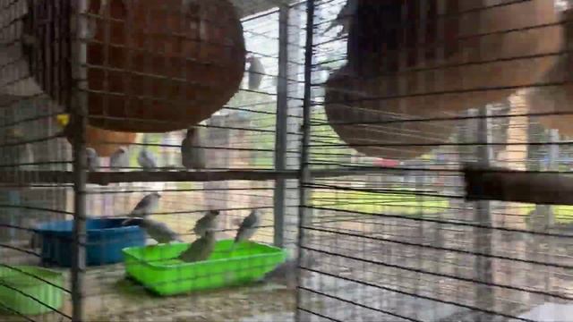 65 Pair Java Birds Setup смотреть онлайн