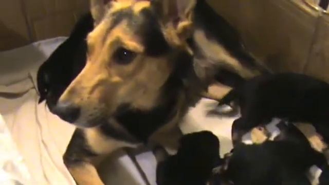 Щенки Ивы и Винсента - часть 3 смотреть онлайн