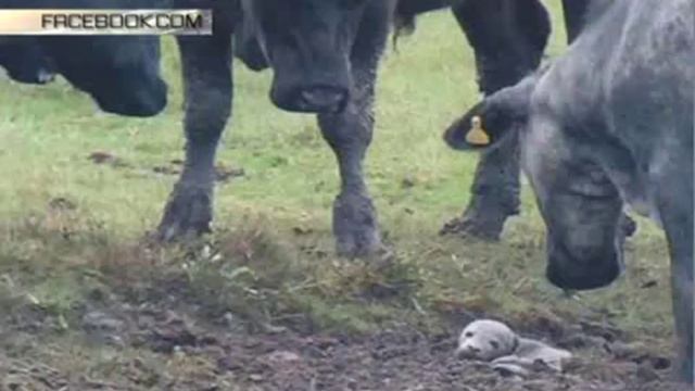 Стадо коров спасло новорожденного тюлененка в Великобритании смотреть онлайн