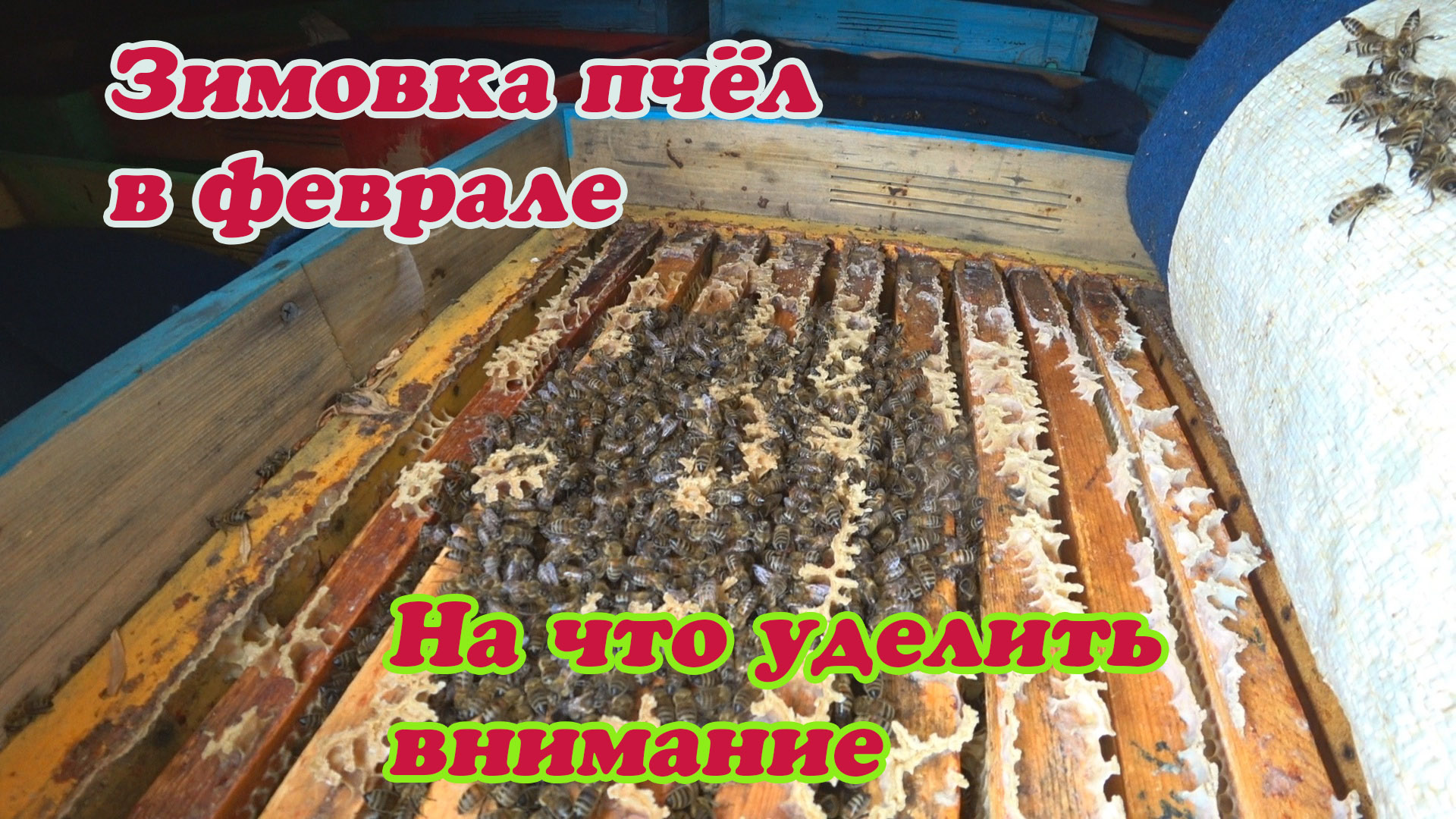 ЗИМОВКА ПЧЁЛ В ФЕВРАЛЕ, ЧТО НАС ОЖИДАЕТ С ПОГОДНЫМИ КАЧЕЛЯМИ. смотреть онлайн