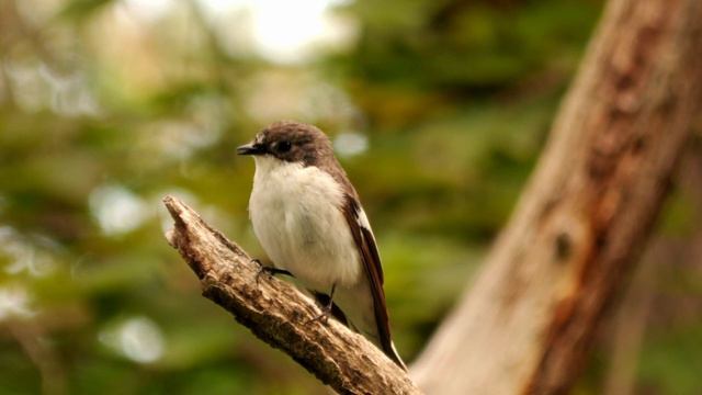 Magische Klangreise im Wald | 13 Min. für Meditation, Erdung und Entspannung смотреть онлайн