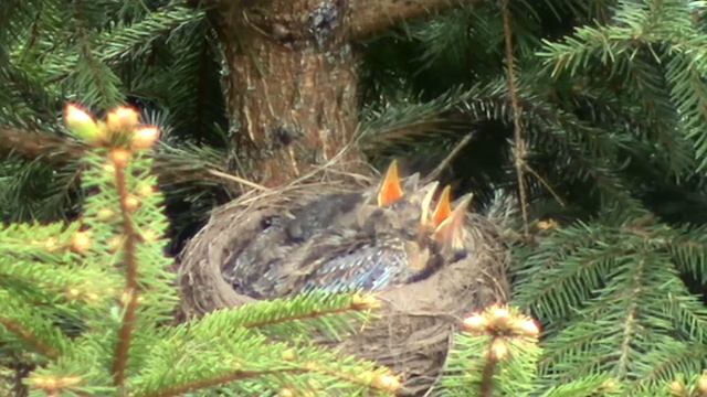 Лесной дрозд выращивает птенцов. Часть 4. A Bird In The Wild. Part 4.