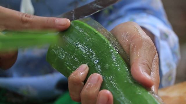 The Biggest Aloe Vera Plant in The Garden - How to make Aloe Vera juice - By countryside life TV. смотреть онлайн