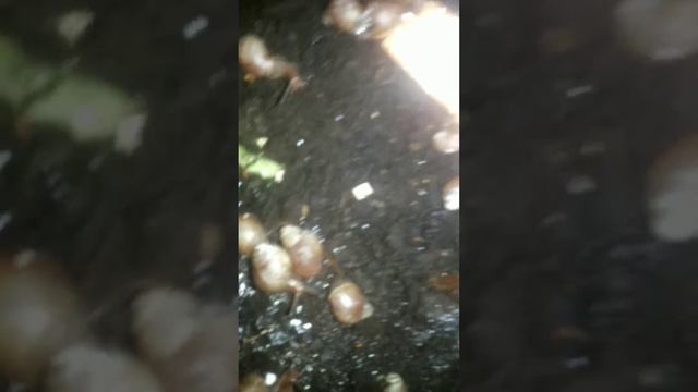 Я буду как Хомки смотреть онлайн