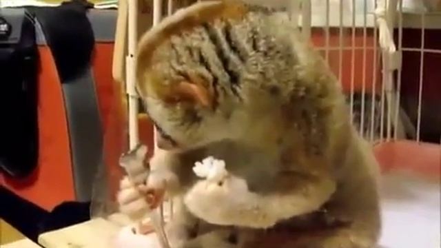 Стесняшка енот ест )) приколы с животными смотреть онлайн