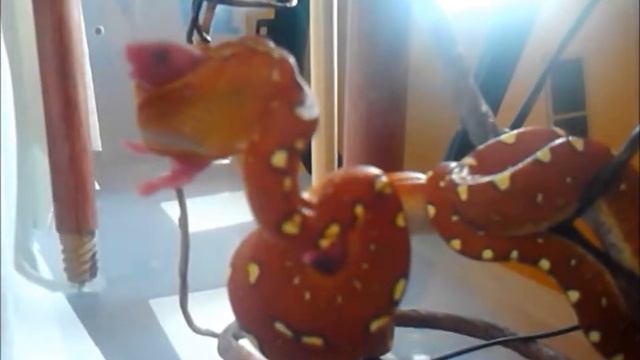 Biak Gtp First Feeding After Shedding