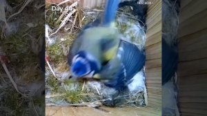 Увлекательный цикл размножения маленькой птицы