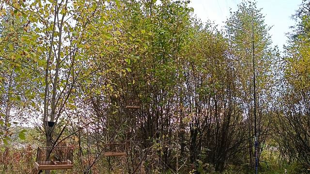 Ловля Овсянки ремез 14 сентября 2024год смотреть онлайн