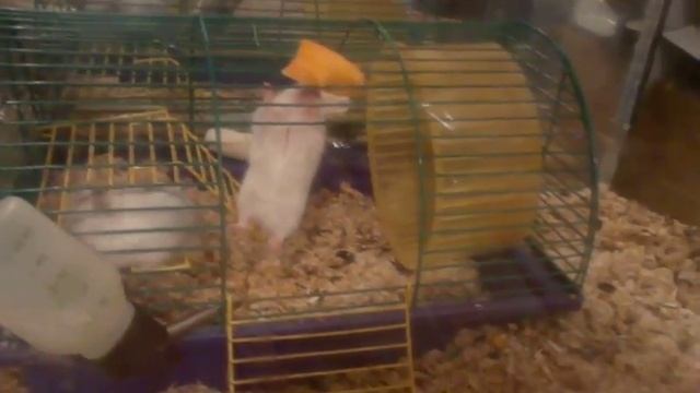 Мышь повесилась! смотреть онлайн