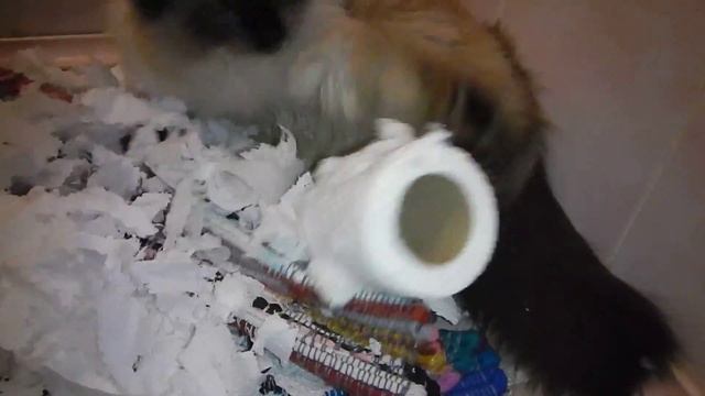 The cat attacked the toilet paper!!! Кот напал на туалетную бумагу)))) смотреть онлайн