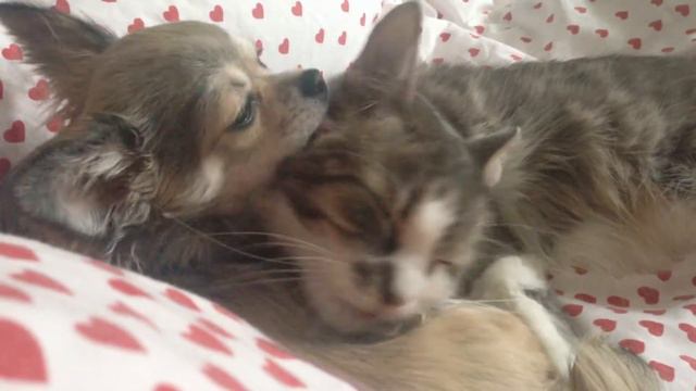Чихуахуа и кошка моют друг друга 2015 . Chihuahua and kitty смотреть онлайн
