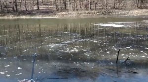 КАРАСЬ ВЕСНОЙ, ВЕСЕННИЙ ЖОР! БЕШЕНЫЙ КЛЕВ РЫБЫ КОГДА ОНА НАЧИНАЕТСЯ!? ГДЕ ИСКАТЬ КАРАСЯ ВЕСНОЙ!?