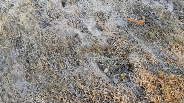 Фитопатология. Неинфекционные болезни растений