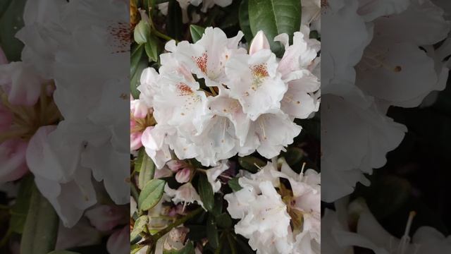 Цветы, цветущие кусты из парка птиц Вальсроде 20.05.23 смотреть онлайн