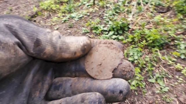 НАШЛИ НЕТРОНУТЫЙ ПОСТОЯЛЫЙ ДВОР, МОНЕТЫ, МЕТАЛОПЛАСТИКА, УДЕЛКИ, ЧЕШУЯ! 2часть смотреть онлайн