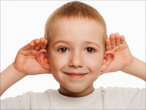 органы чувств человека