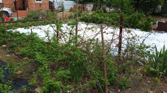 Кто с нами на ДАЧУ КРАСНОДАРА? 4 СОТКИ земли. Суп на костре. Часть 1 Мама Тата