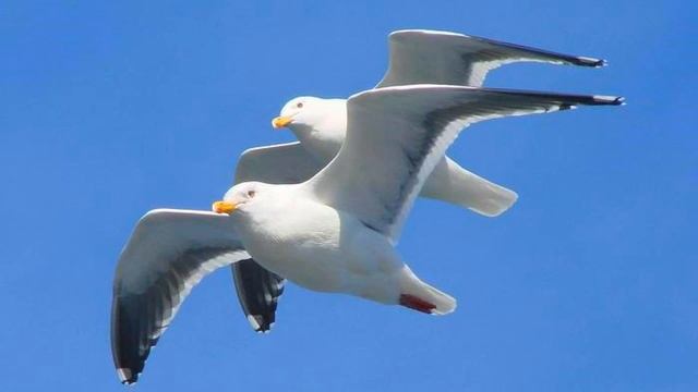 Две птицы (Мы встретились в таком просторе) смотреть онлайн