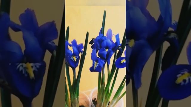 Иридодиктиумы (ирисы-подснежники) смотреть онлайн