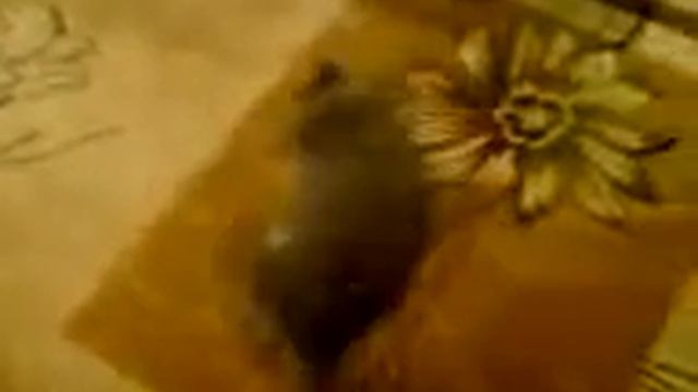 Кот под экстези смотреть онлайн
