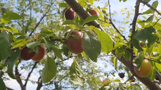Черный абрикос Шлор Циран смотреть онлайн