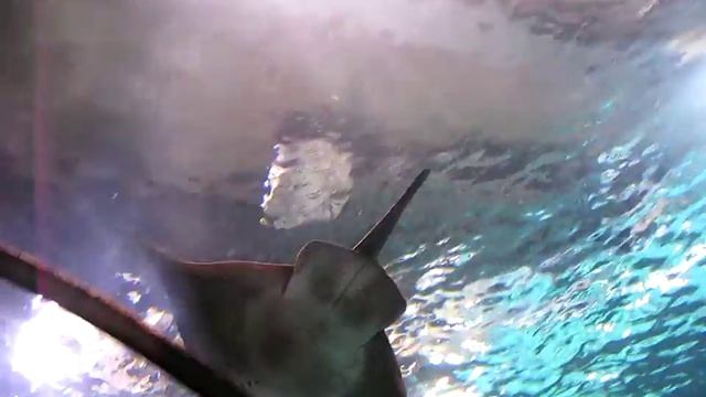 Аквариум в Барселоне. L'AQUARIUM BARCELONA. смотреть онлайн