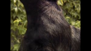 Скотч терьер (Средние терьеры). Энциклопедия пород собак.