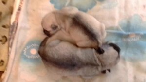 Купирование хвостов щенкам Миттельшнауцерам