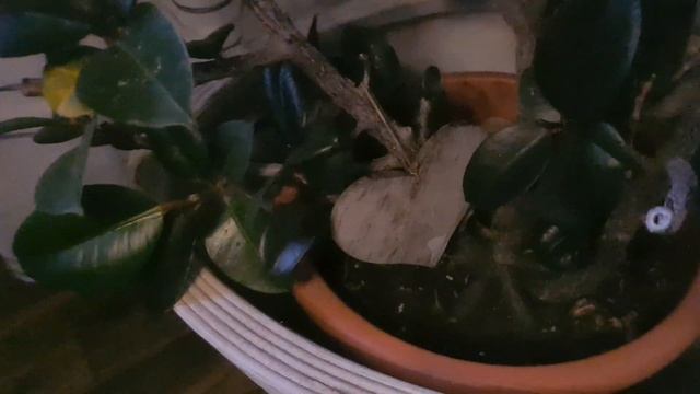 Фикус или Каучуковое дерево Gummibaum смотреть онлайн