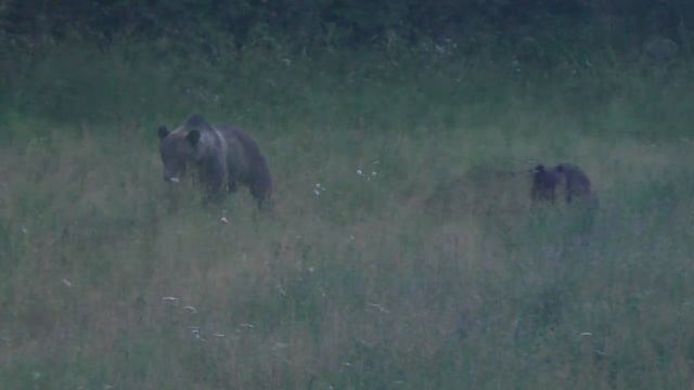 Охота на Овсах!(Часть 6) За Медведем! смотреть онлайн